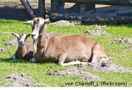 Tiere halten