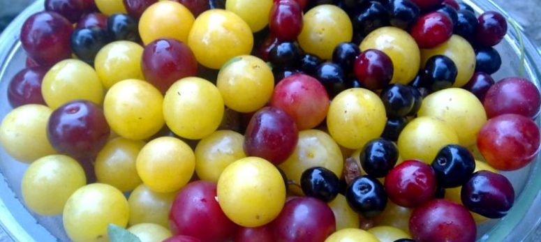 Die Kirschpflaumen sind los!
