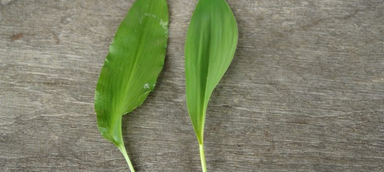 Bärlauch, Maiglöckchen oder Herbstzeitlose?