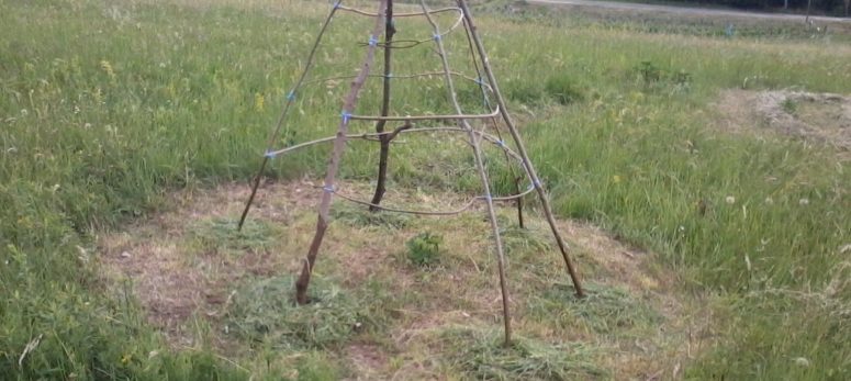 Ein Bohnentipi für den Garten