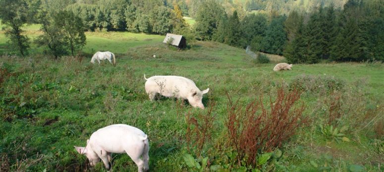 Wie weit geht Gewaltfreiheit?