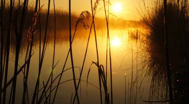 Sonnenaufgang am Neusiedlersee