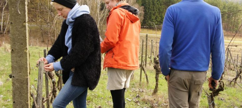 Gemeinsam im Weingarten